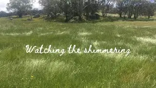 Watching the shimmering! The wind and grass are always magic together. 