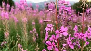 Epilobium Parviflorum