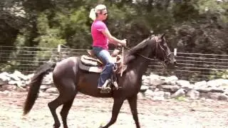 MFTHBA mare for sale in Texas - Pocohontas - full-sister to history making foxtrotter.