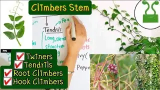 Climber stems|Twiners|Tendrils|Root climbers|Hook climbers