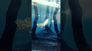 Snakehead Fish | Alligator Gar fish | Silver arowana fish | #fish #fishing #aquarium #Ashapatcare