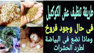 طريقة تنظيف عش الكوكتيل (البياضة) أثناء وجود الفروخ والتخلص من الحشرات وطردها من البياضة بعدة طرق