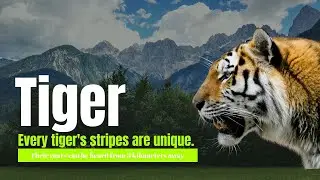 5 Surprising facts about tigers