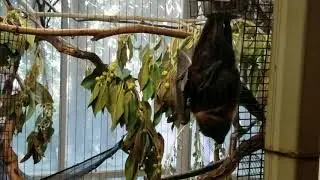 Fruit bats cleaning grooming and sleeping