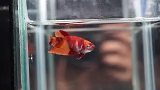 FM938 Fancy Red Nemo Tiger Koi HMPK (Halfmoon Plakat) Female