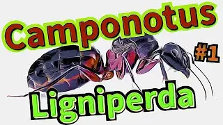 Camponotus ligniperda #1 Start nowej kolonii !!!