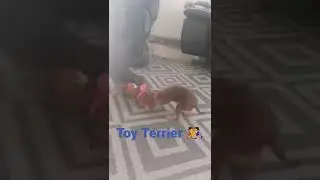 Mini Hunde k&auml;mpfen 🤼&zwj;♀️