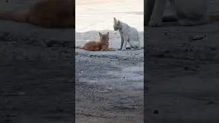 Brother Sister Cats Playing Together #shorts #catsPlaying