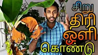 Vinotha Thoni - Let's make some Lights _ சிறு திரி ஒளி கொண்டு