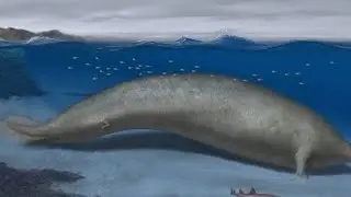 Scientists  in Peru discover a huge whale ancestor