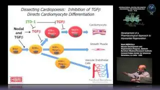 M. Mercola - Development of a Pharmacological Approach to Myocardial Regeneration