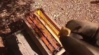 INTRODUZINDO REALEIRAS EM N&Uacute;CLEO ZANGANEIRO