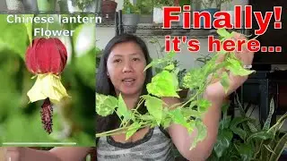 Finally found this Chinese lantern live plants
