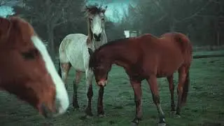 Wild Horses