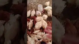 يلا بينا نشوف الوزه عملت عملتها لينا وقولو لزم في الاسبوع تاكل اي 