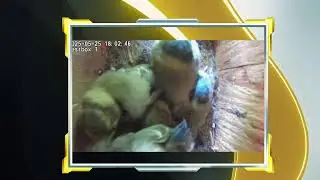 Bluetits in nest