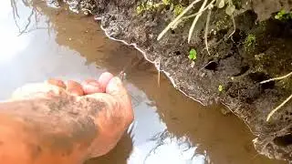 SETELAH DUA HARI HUJAN DERAS BELUT PARIT TAMBAH GANAS GANAS