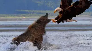 Big bear has a fight with Eagle!