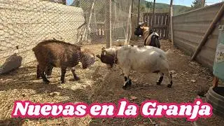Vamos a buscar a las cabra enanas a Can Musón para traerlas a El Gallinero Feliz