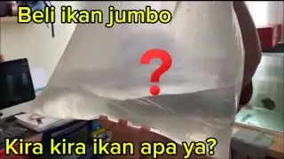 Ikan predator jumbo, harga dibawah 100k! 