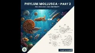 Phylum Mollusca &ndash; Classification & Examples | Part 2 | B.Sc Zoology 2nd Year | Animal Kingdom Series