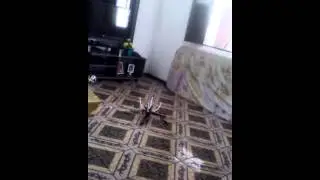 Quadcopter test multiwii se v2.5(2)