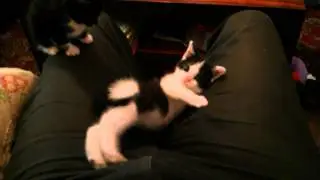 Kitten Fall