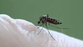 העוקץ - עקיצת היתוש