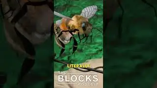 Кенан Томпсон боится пчел 🐝