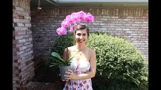 Hibiscus Syriacus | Daily Meditation | Spenta | Nature Lover | Rose Of Sharon | Spenta Armaiti