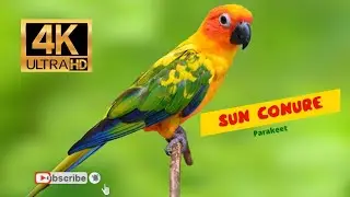 Sun Conure - World of Birds 4K