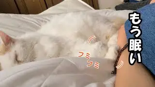 寝ぼけながら何も踏めてないお手をモキュモキュする甘えん坊猫