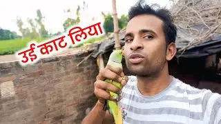 उई मेरे तोते ने काट लिया // #vlogs  