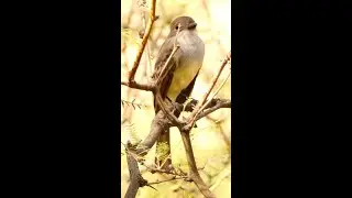 BROWN CRESTED FLYCATCHER  Myarchus tyrannulus, ARGENTINA