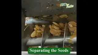 Mango | seeds  #abcfruits #mango #seed #waste #sustainability Fruit Waste into Sustainable Solutions