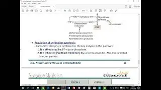 Pyrimidine Metabolism