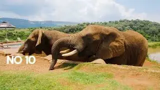 Animal Speed Explain || The Slowest Animal In The World || Part 2