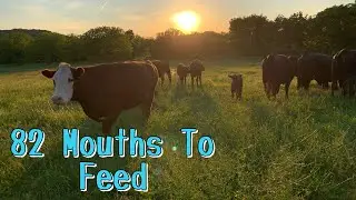 Our Daily Farm Routine | Life On A Homestead |