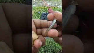 Mancing Uceng Pakai Kail Neo Carbon 0,5 Umpan Go Potato 09