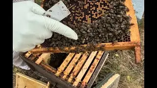 2025-08-20 WE01 building up well, could do with some more honey stores!