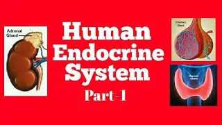 Human Endocrine System || Part-1 || Introduction