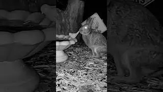 Betty The Bunny Rabbit 🐇🐰 at Chipmunk 🐿️ Crossing Station #Shorts #shortsfeed #cute #trending #viral