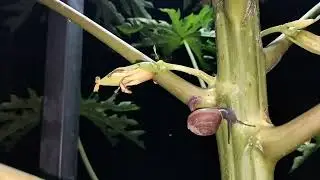 🐌🐸 Amazing Nighttime Encounter: Snail & Frog on Papaya Tree 🌿 | Rare Nature Moment #snail #viral 