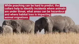 How Africa Wildlife Tracking Leverages Satellite IoT to Prevent Poaching