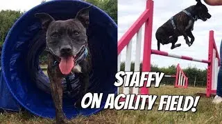 Staffordshire Bull Terrier on Agility Field!!!