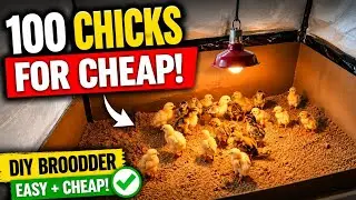 Step-by-step guide: How to set up a cheap brooder for 100 chicks