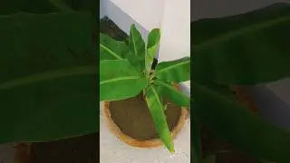 Vastu tips for Bunana tree || #banana #gardening #homegarden