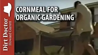 Cornmeal for Organic Gardening - The Dirt Doctor
