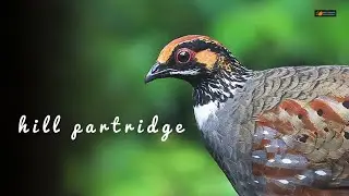 H I L L   P A R T R I D G E // COMMON HILL partridge