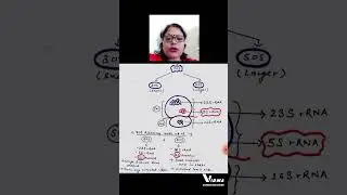 70S Ribosome ( prokaryotic)Structural explanation #shorts